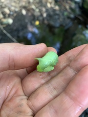 Paonias excaecata