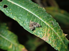 Anthophila fabriciana