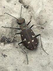 Cicindela oregona