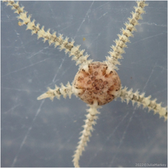 Amphipholis squamata