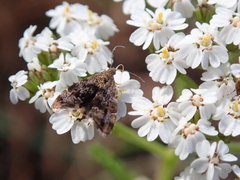 Anthophila fabriciana
