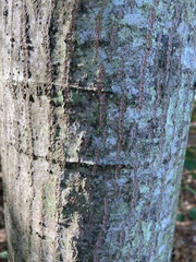 Quercus rubra