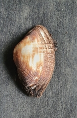 Barbatia barbata