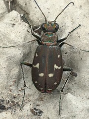 Cicindela oregona