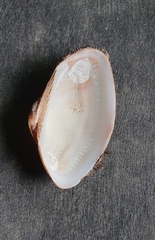 Barbatia barbata