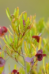 Dodonaea viscosa angustissima