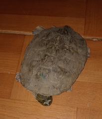 Phrynops geoffroanus