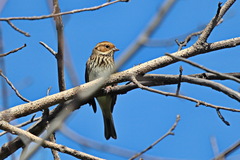 Emberiza pusilla