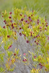 Dodonaea viscosa angustissima