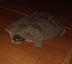 Phrynops geoffroanus