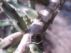 Cylindropuntia leptocaulis