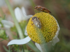 Lygus pratensis