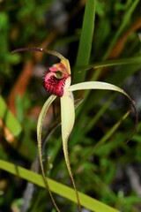 Caladenia orientalis