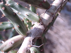Cylindropuntia leptocaulis