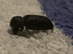 Bostrichidae