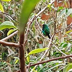 Chlorostilbon lucidus