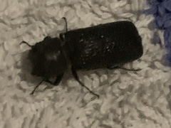 Bostrichidae