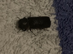 Bostrichidae
