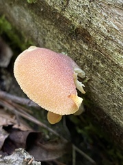 Tricholomopsis rutilans