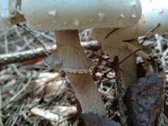 Agaricus sylvicola