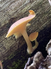 Tricholomopsis rutilans