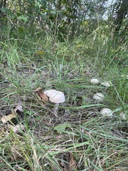 Agaricus placomyces