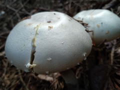 Agaricus sylvicola