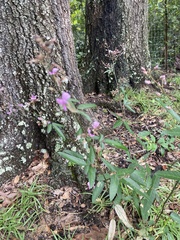 Desmodium