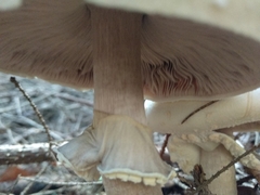 Agaricus sylvicola