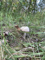 Agaricus placomyces