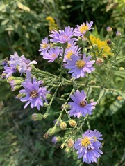 Symphyotrichum oolentangiense
