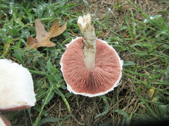 Agaricus campestris