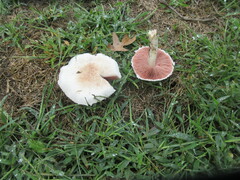 Agaricus campestris