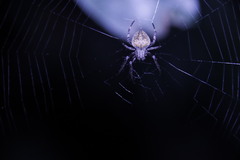Araneus ventricosus