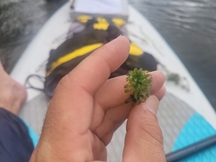 Hydrilla verticillata