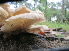 Pleurotus ostreatus