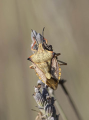 Carpocoris mediterraneus atlanticus