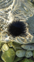 Echinoidea