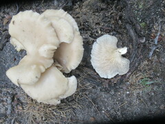 Pleurotus ostreatus