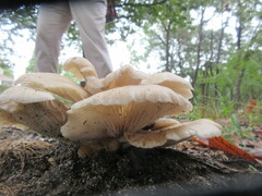 Pleurotus ostreatus