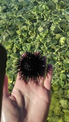 Echinoidea