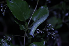 Macroglossum pyrrhosticta