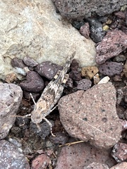 Trimerotropis pallidipennis