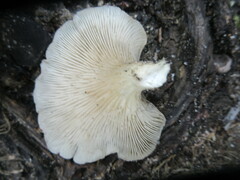 Pleurotus ostreatus