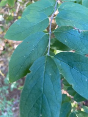 Caprifoliaceae