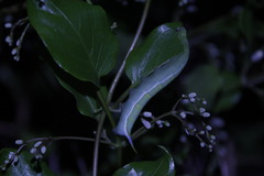 Macroglossum pyrrhosticta