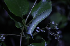 Macroglossum pyrrhosticta