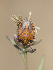 Carpocoris mediterraneus atlanticus