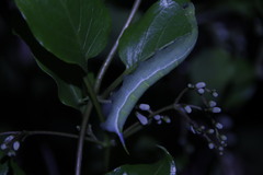 Macroglossum pyrrhosticta