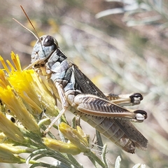Melanoplus